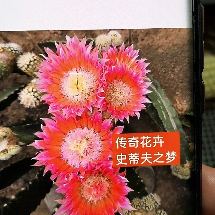 史蒂夫之梦 /侧芽歪20包邮/