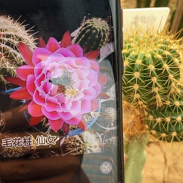 毛 仙女/侧芽歪20包邮/