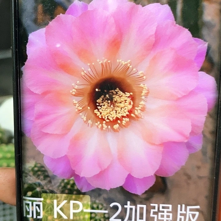 丽 KP---2/侧芽歪20包邮/