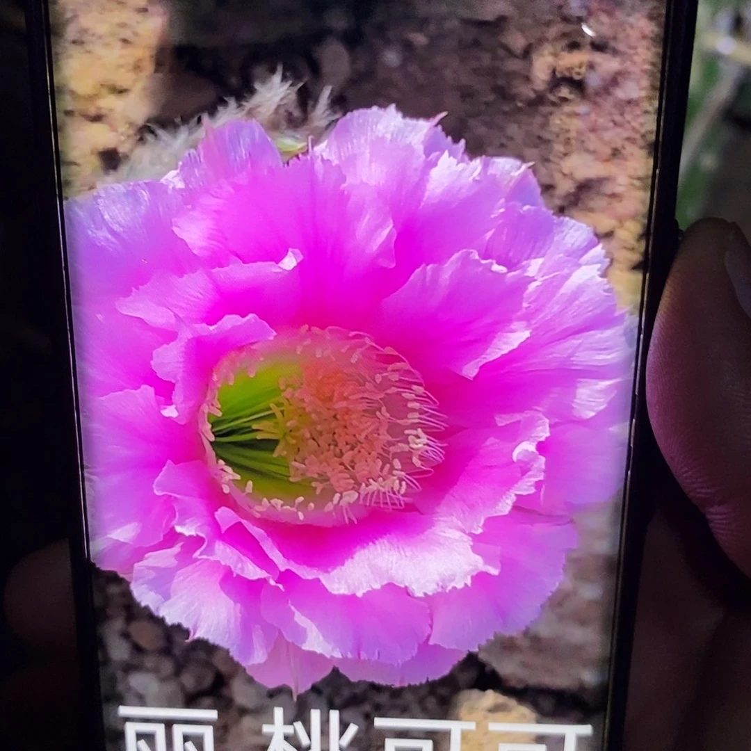 丽 桃可可 /侧芽歪20包邮/