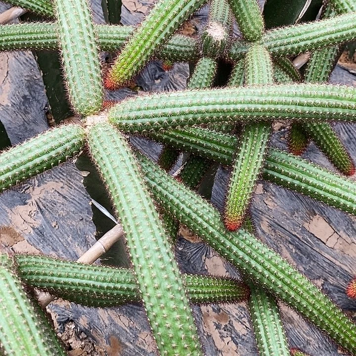 独***球垂钓金妞 7颗 25公尺左右