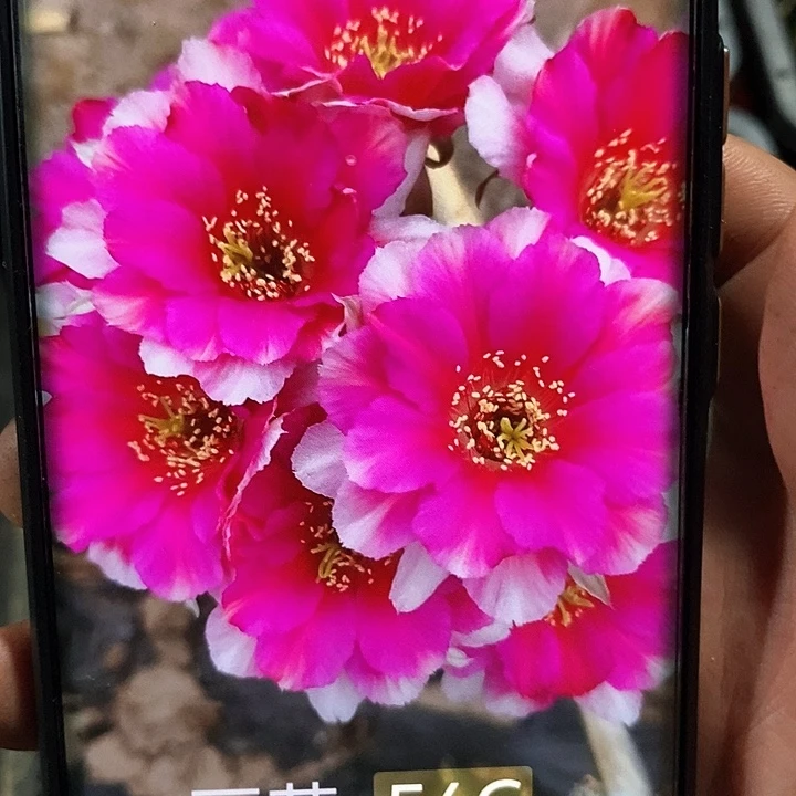 丽56C/侧芽歪20包邮/2颗