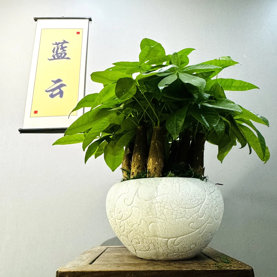 发财树招财进宝有钱树室内高端名盆景开店收银台摆件