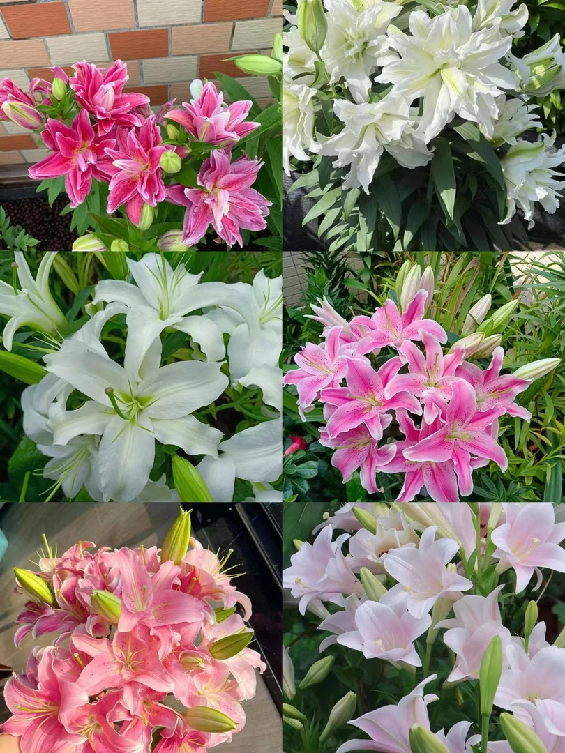 随机发三个百合种球