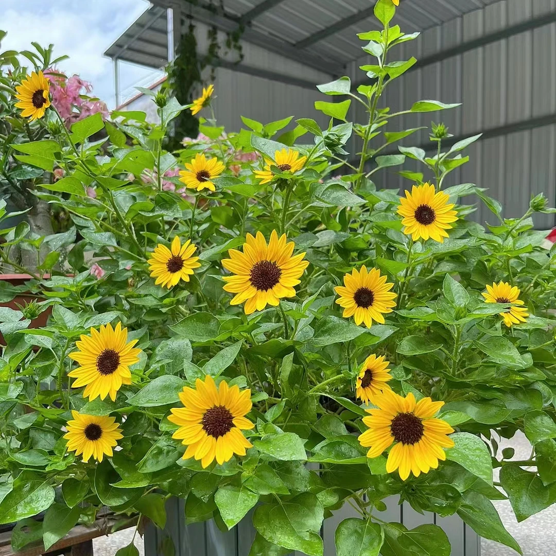 【光辉岁月】盆栽庭院阳台新手易养护爆花强