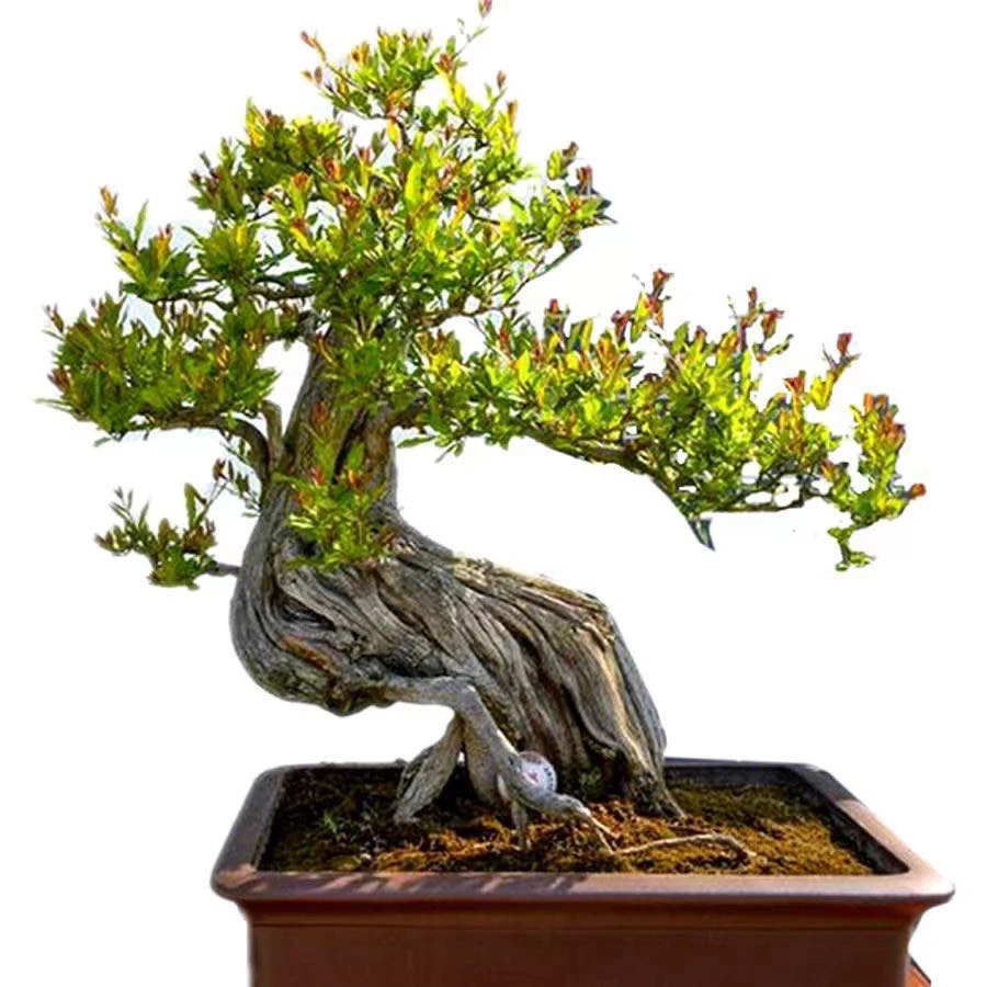 突尼斯，大红袍，慕乐，庭院种植一物一拍