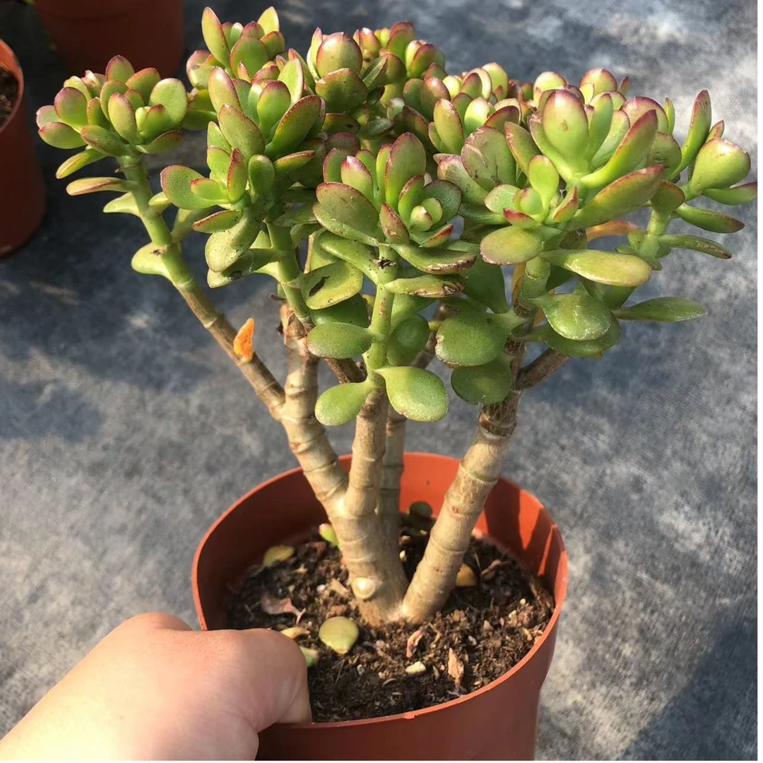 小树桩玉树姬红花月一物植物一拍