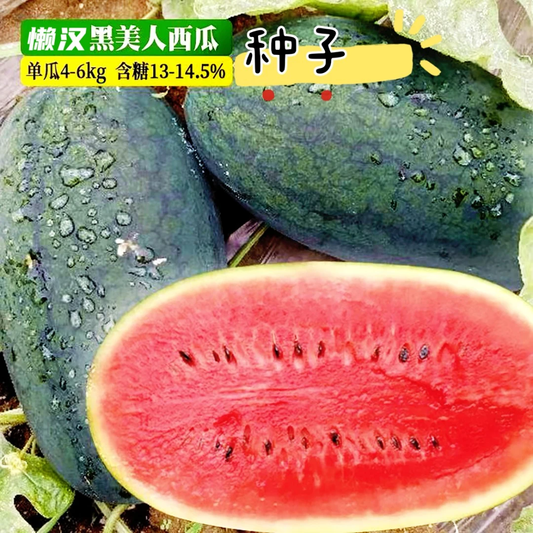 懒汉特大黑美人西瓜种子懒汉西瓜种子四季易种蔬菜甜西瓜种子大全