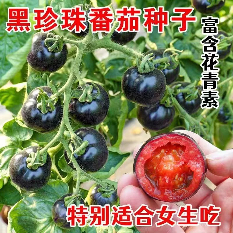 黑色珍珠番茄种子耐寒春季西红柿种阳台庭院盆栽水果四季蔬果种子