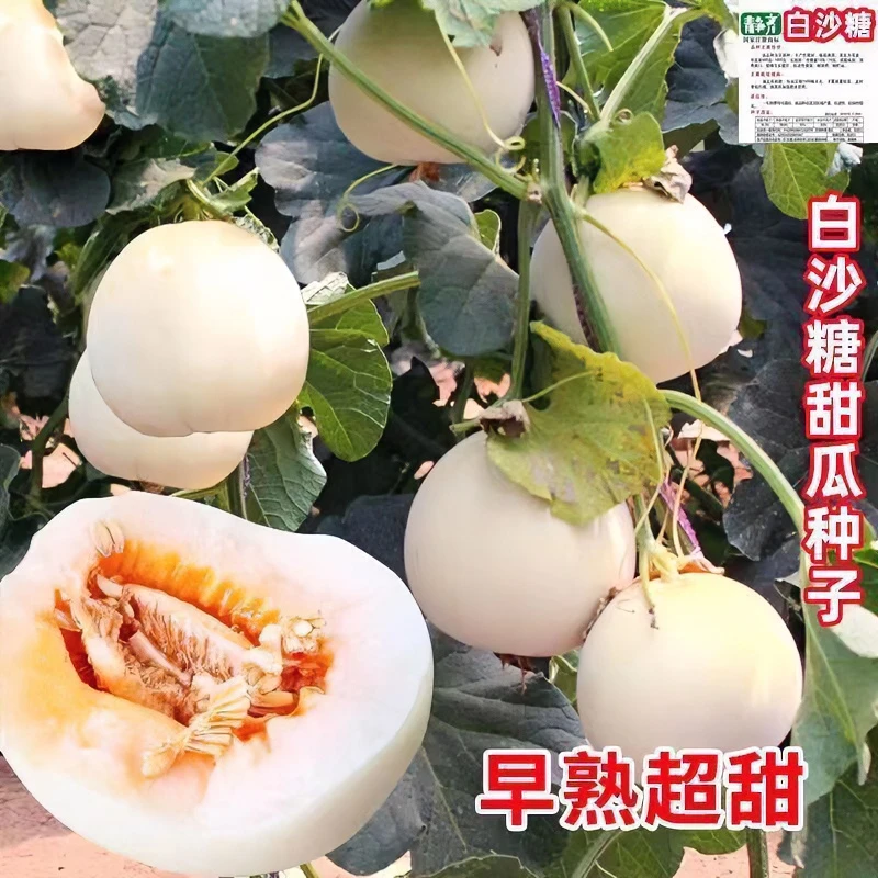 超甜白沙蜜甜瓜种籽春秋季高产薄皮特大白皮香瓜种子四季水果种子