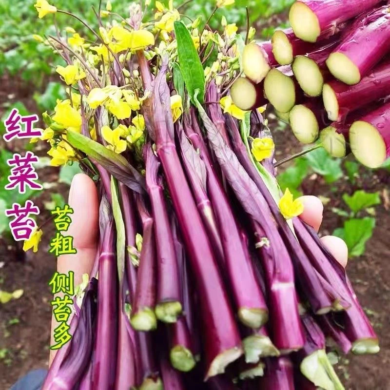 红菜苔种子绿薹心紫菜籽春秋季过冬蔬菜四季阳台可播高产菜种子