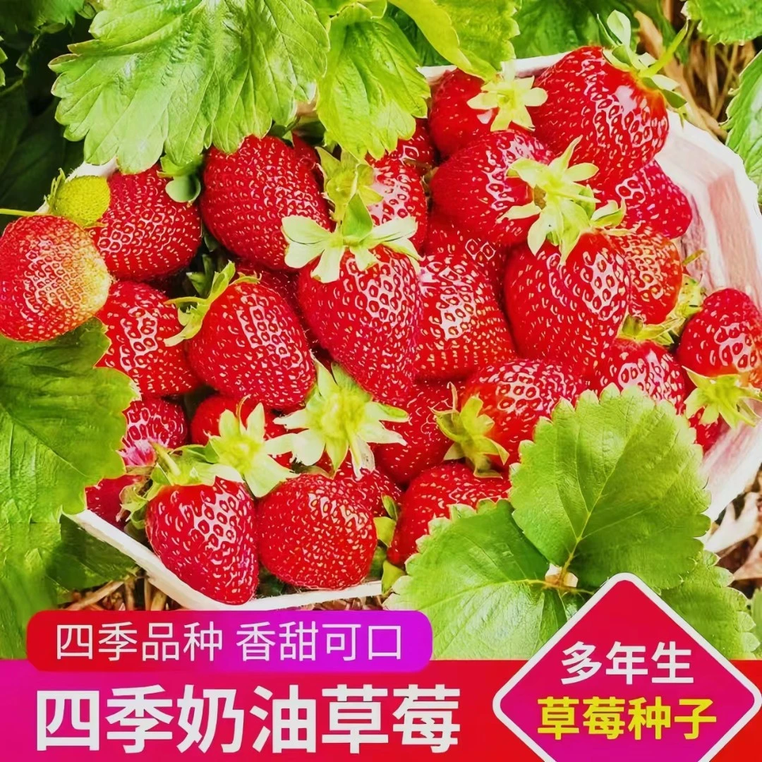 奶油草莓种子四季播种新手阳台盆栽简单易种香甜草莓春秋水果种子