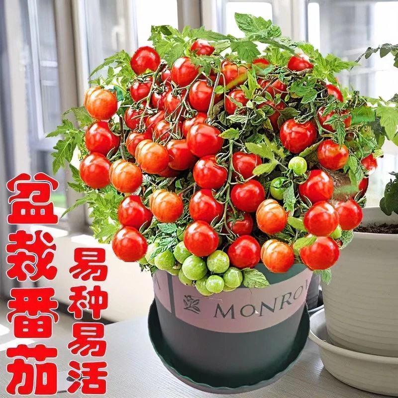 盆栽红珍珠小番茄种籽小西红柿盆栽庭院阳台种植蔬菜番茄种子大全