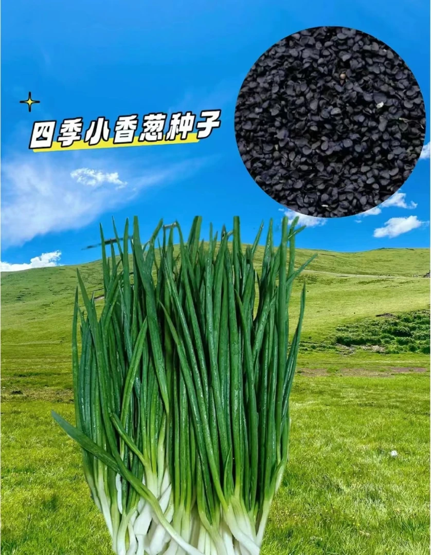 葱种小香葱种子种头苗小葱种籽红葱头香葱苗红头四季盆栽阳台蔬菜