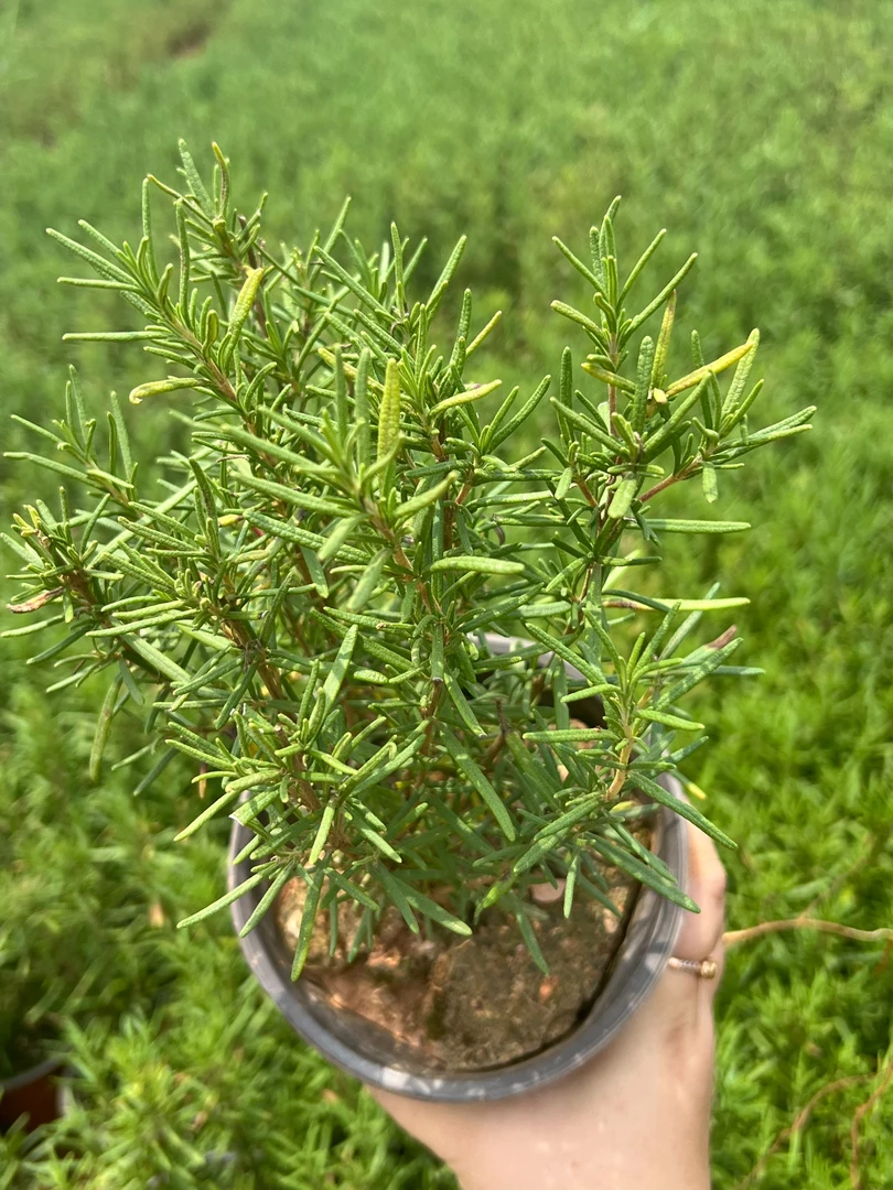 迷迭香室内268盆栽植物可食用带香味绿植客厅净化空气吸甲醛阳台