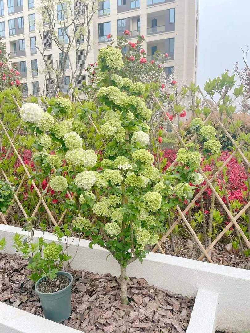 绣球花，庭院种植，农家小院，小区一楼带院均可