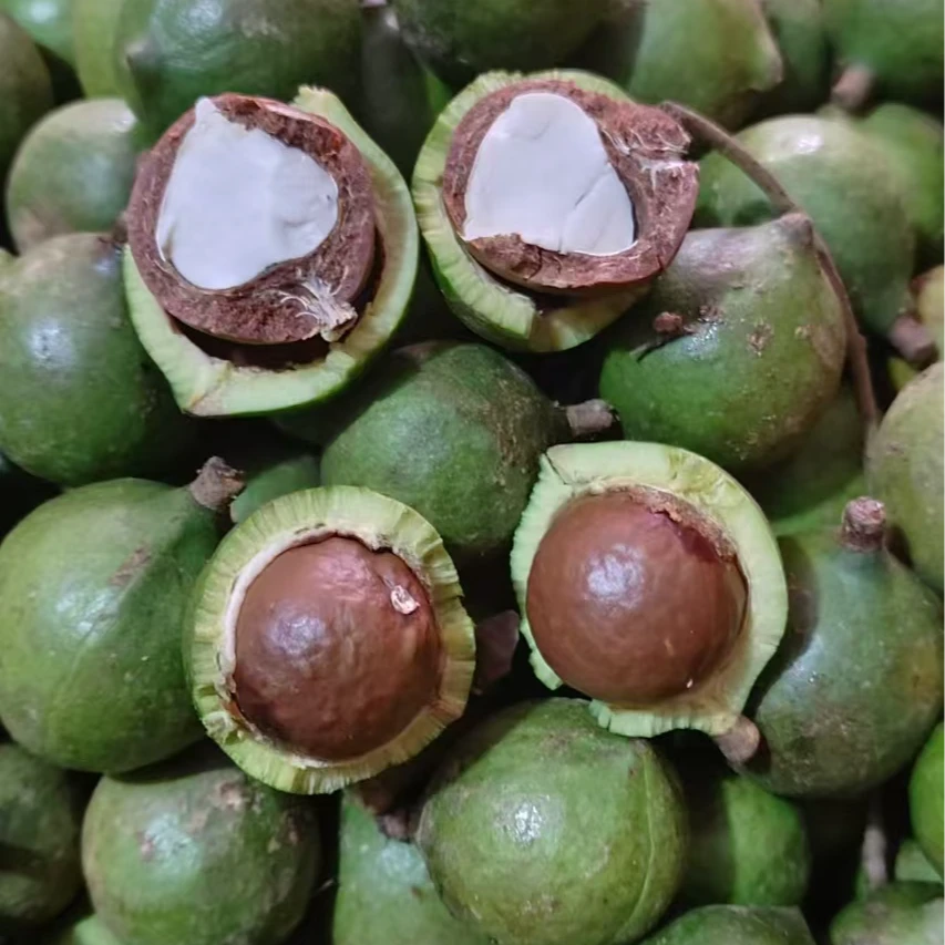 新鲜夏威夷果云南坚果清甜奶香云南新鲜现摘青皮果2斤（去皮发货）