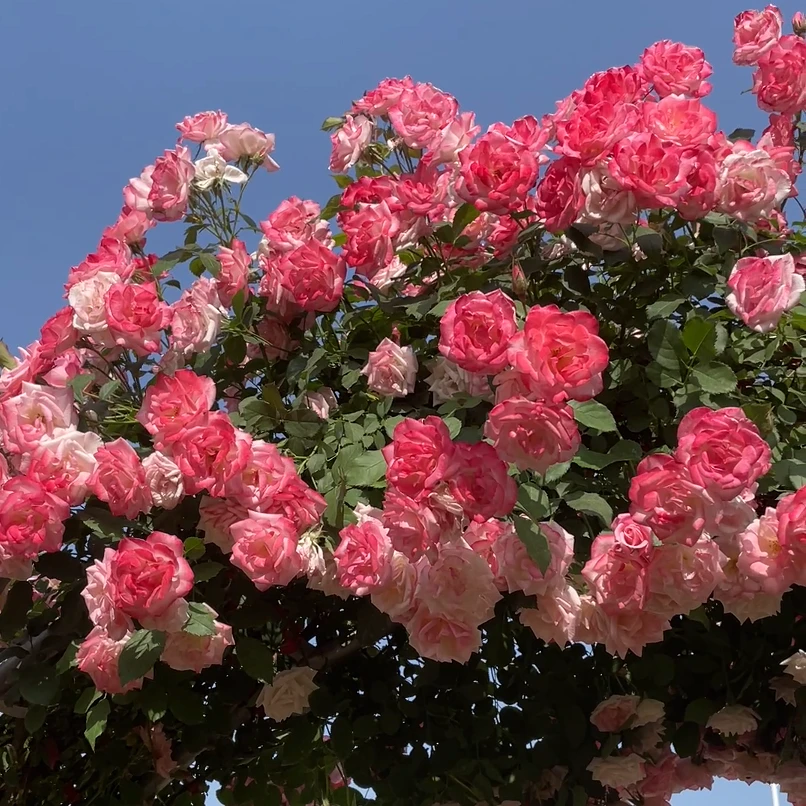 樱霞藤本月季花大苗四季阳台庭院爬藤爬墙花卉植物耐病耐热蔷薇苗