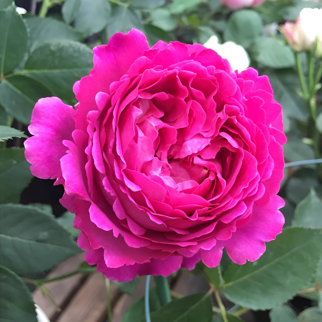 伊芙芳香花园强香四季开花可藤可灌月季南北方都可以种植四季开花