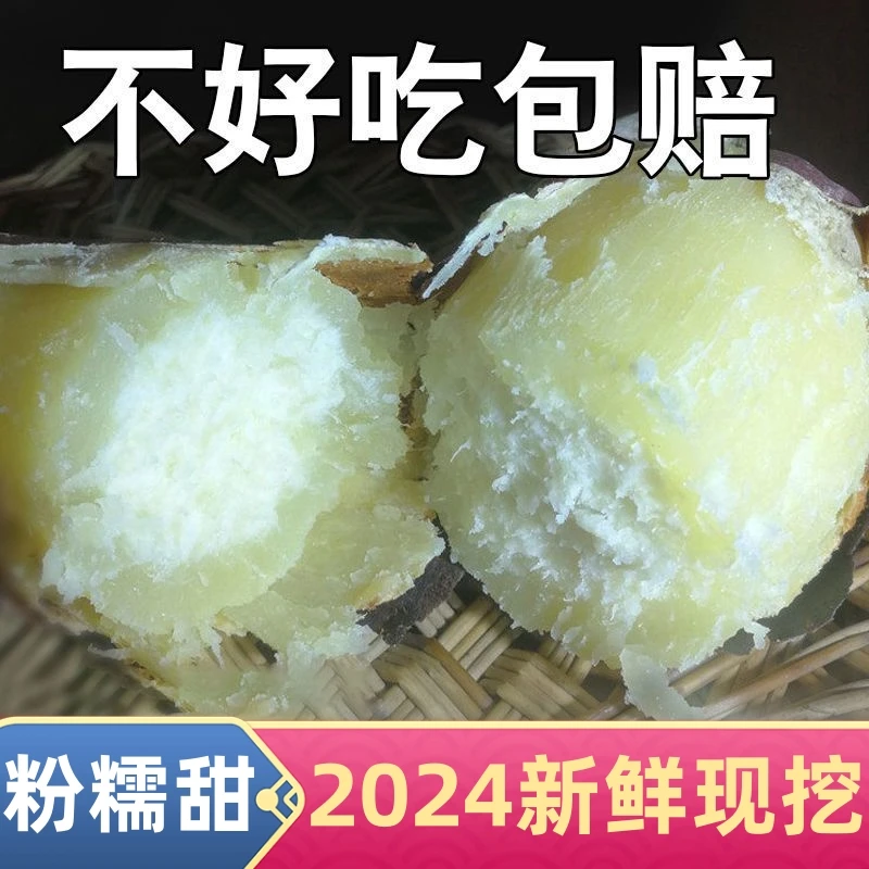 新鲜的现挖白心红薯红薯番薯地瓜零食香甜营养夏天烘烤粉广东