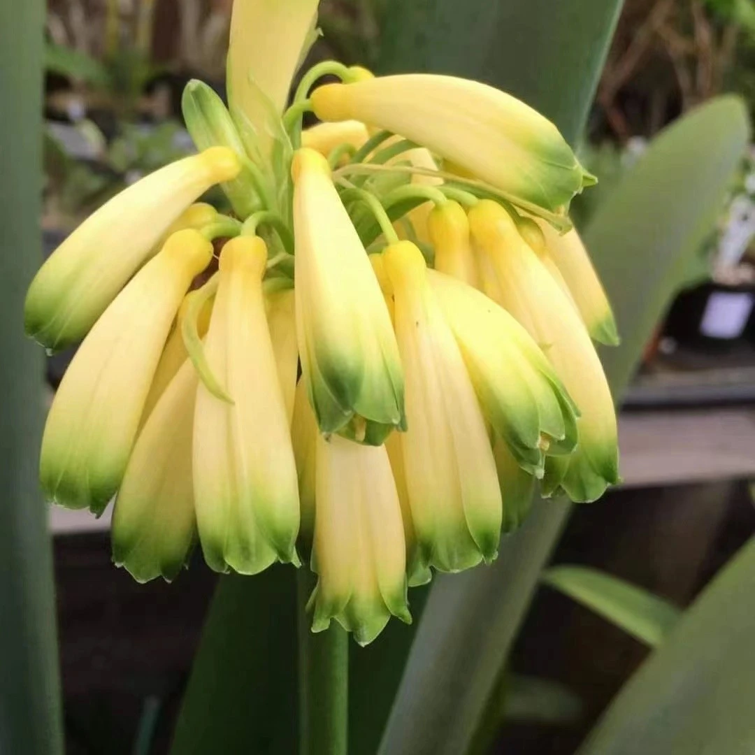 黄有径君子兰南非进口原生态