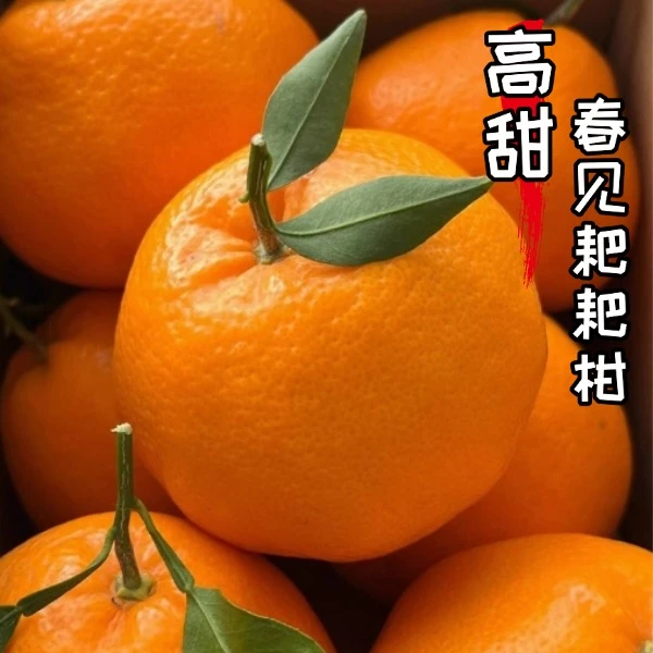 【耙耙柑】正宗四川成都精选优质耙耙柑橘子果肉脆嫩化渣甜而不腻
