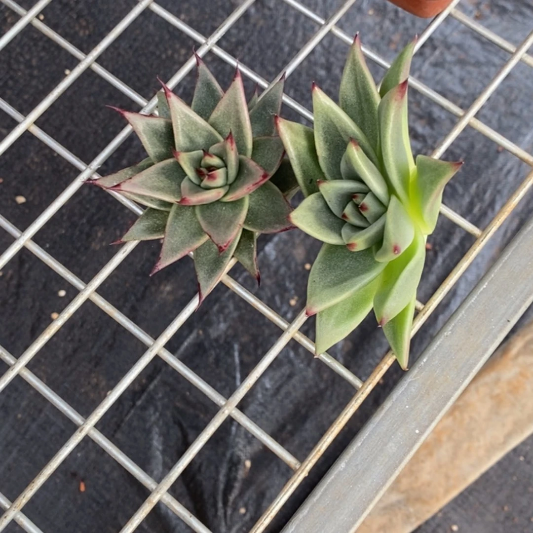 【闪购商品】D*825-04