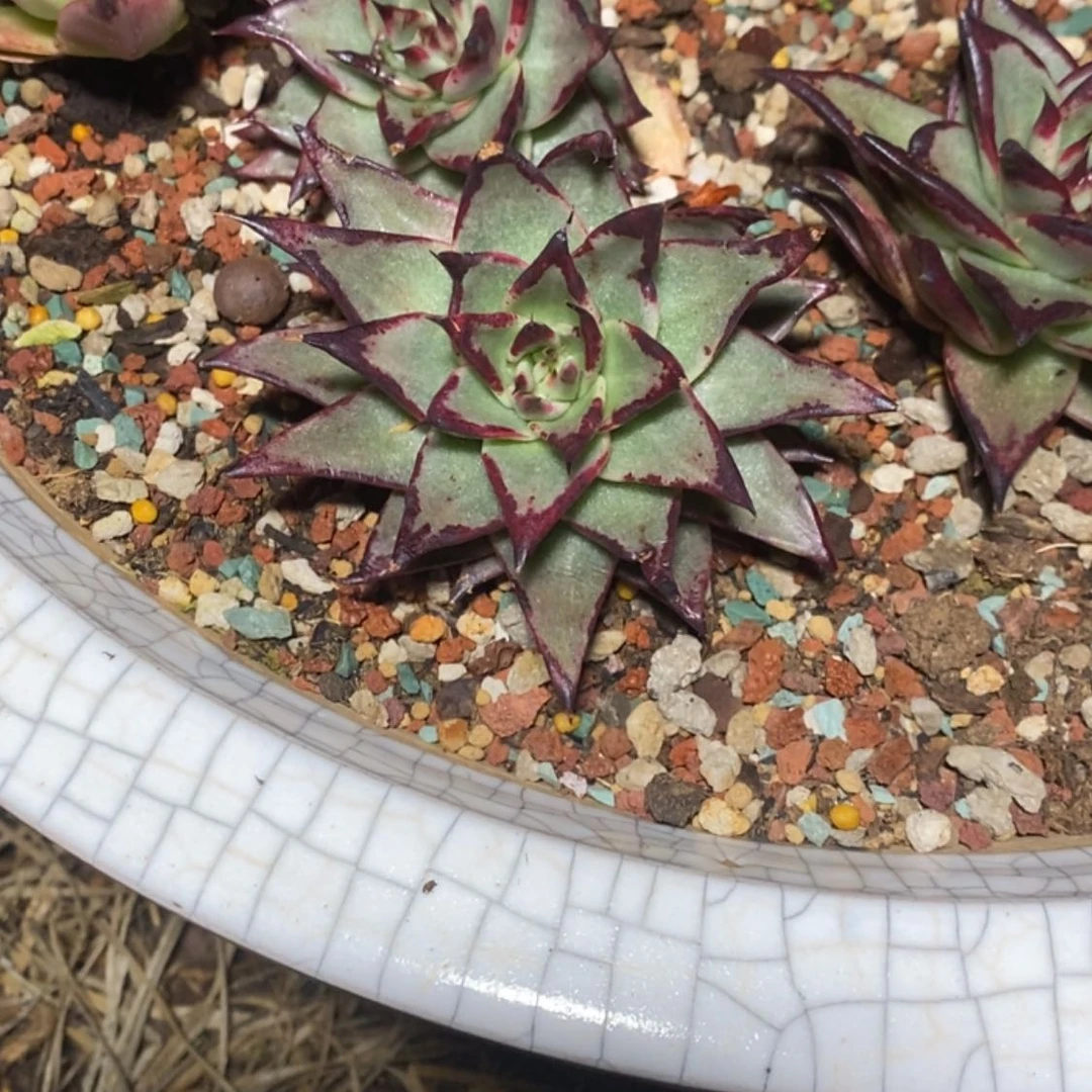 【闪购商品】天*1019-03