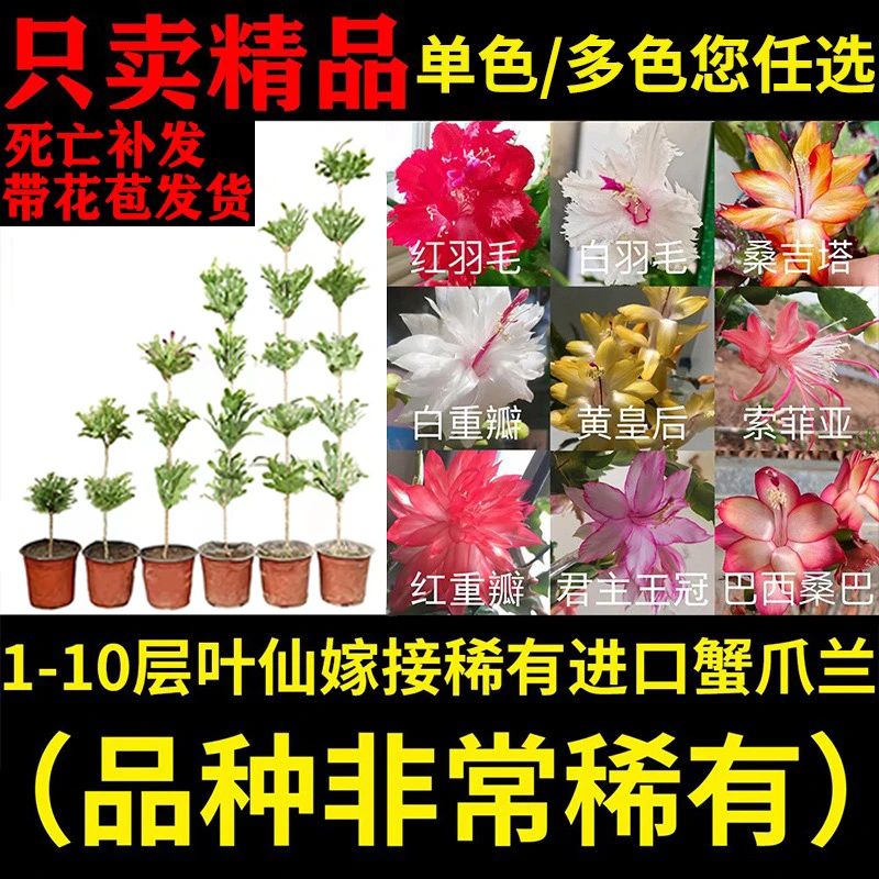 叶仙嫁接蟹爪兰稀有进口多层多色木麒麟仙人指成品假昙花螃蟹爪莲