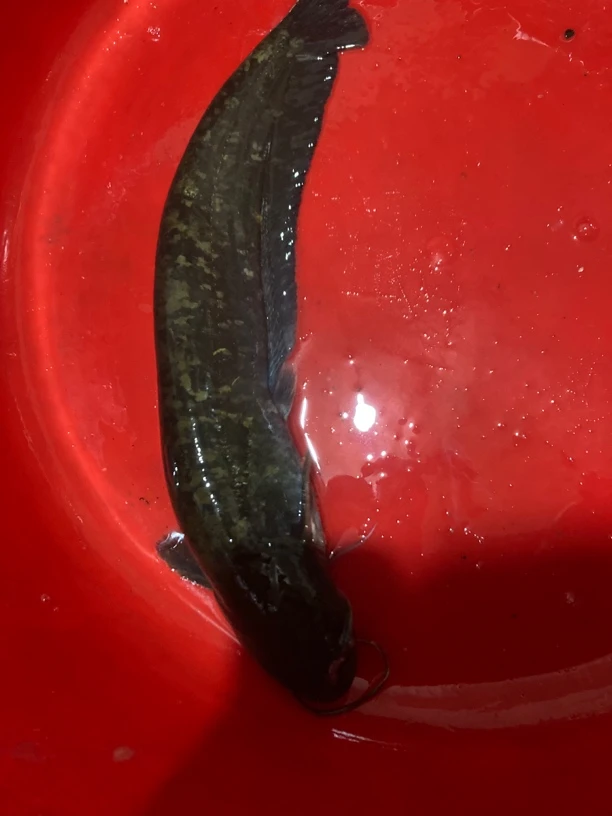 1斤东北冷水野生鲶鱼