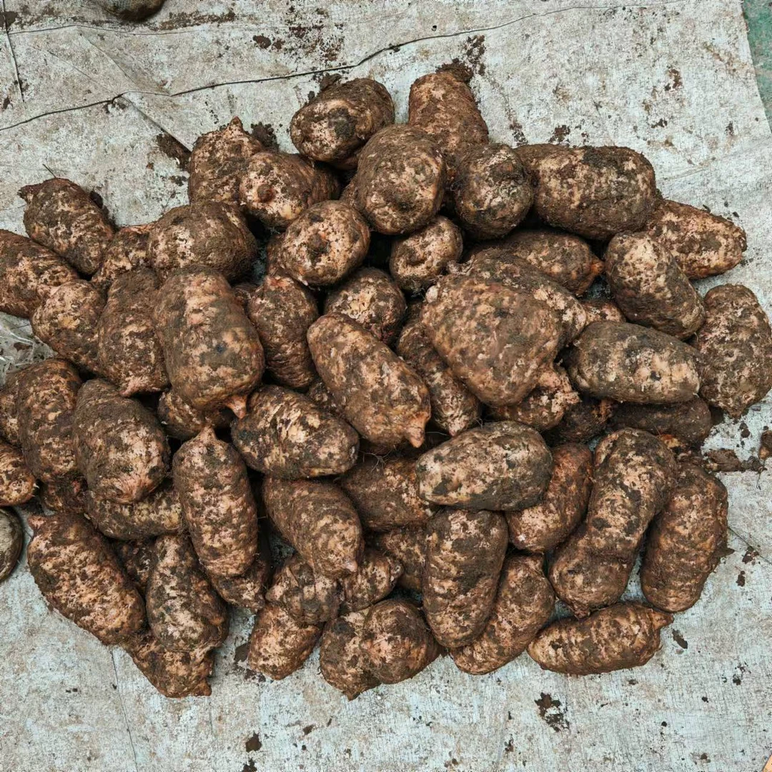 正宗【昭通新鲜乌湿天麻】云南天麻野外种植三年收高山林下煲汤泡酒