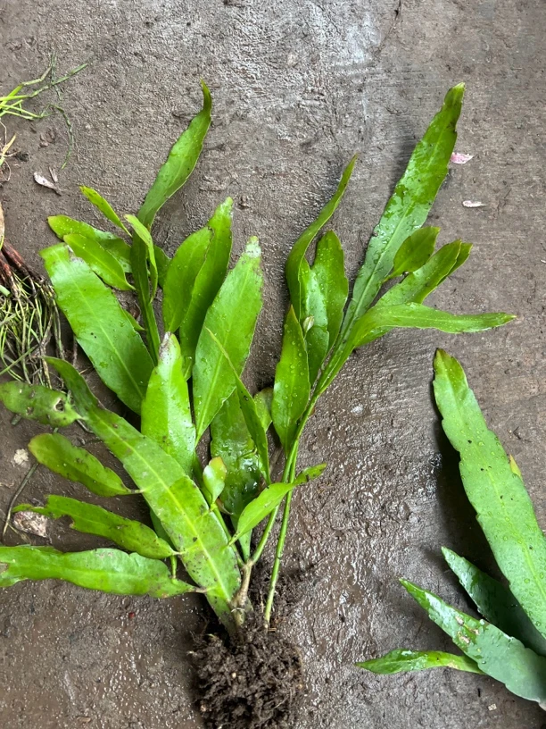 小叶昙花，三杆苗，秋天开花，叶子漂亮