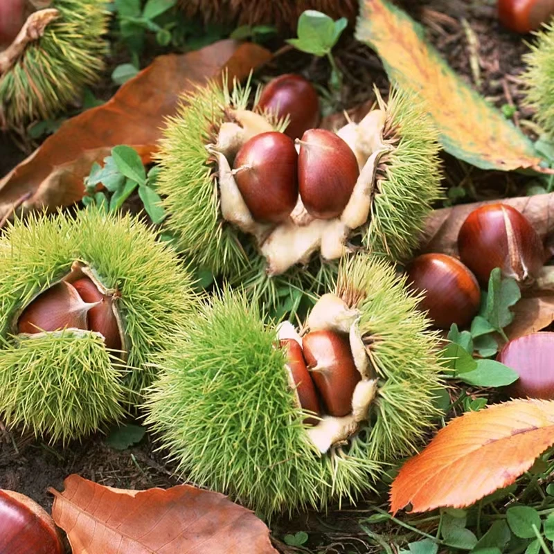 正宗嫁接大板栗苗  大红袍板栗苗 油板栗苗  盆栽地栽 南北方种植