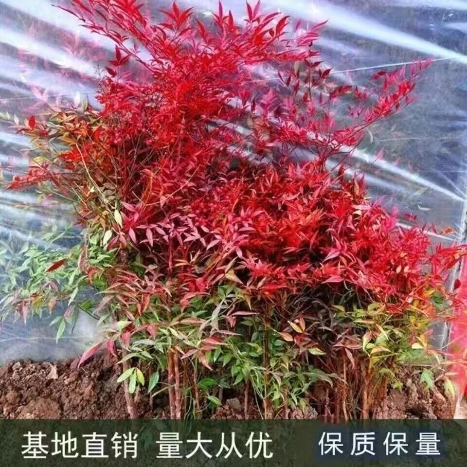 南天竹树苗红天竺盆栽红天竹苗红色植物观叶庭院室内阳台耐寒苗木
