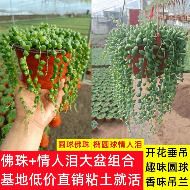 炸漏爆盆长款佛珠吊兰情人泪吊兰 珍珠吊兰佛珠多肉植物垂吊悬挂