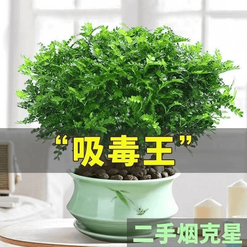 正宗清香胡椒木盆栽驱蚊草植物室内外花卉老桩盆景易活九里香绿植