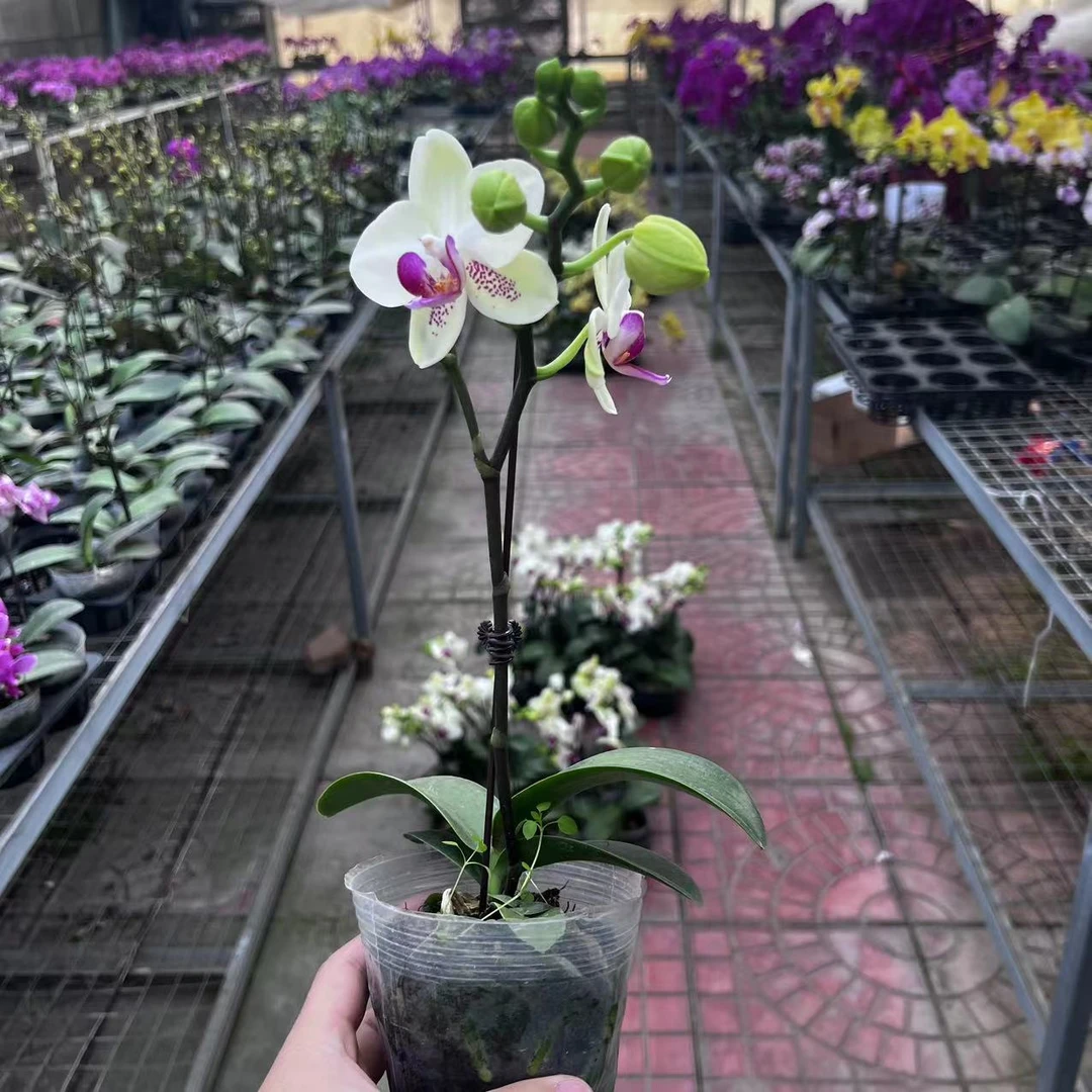 【农掌柜】绿熊 3.0寸杯带花带花苞 福利款 介意勿拍