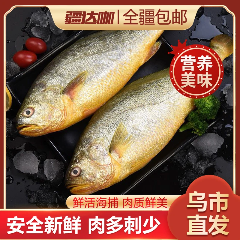 新货大黄鱼新鲜活冻黄花鱼水产鲜活冰鲜美味海捕速冻黄鱼450g/条