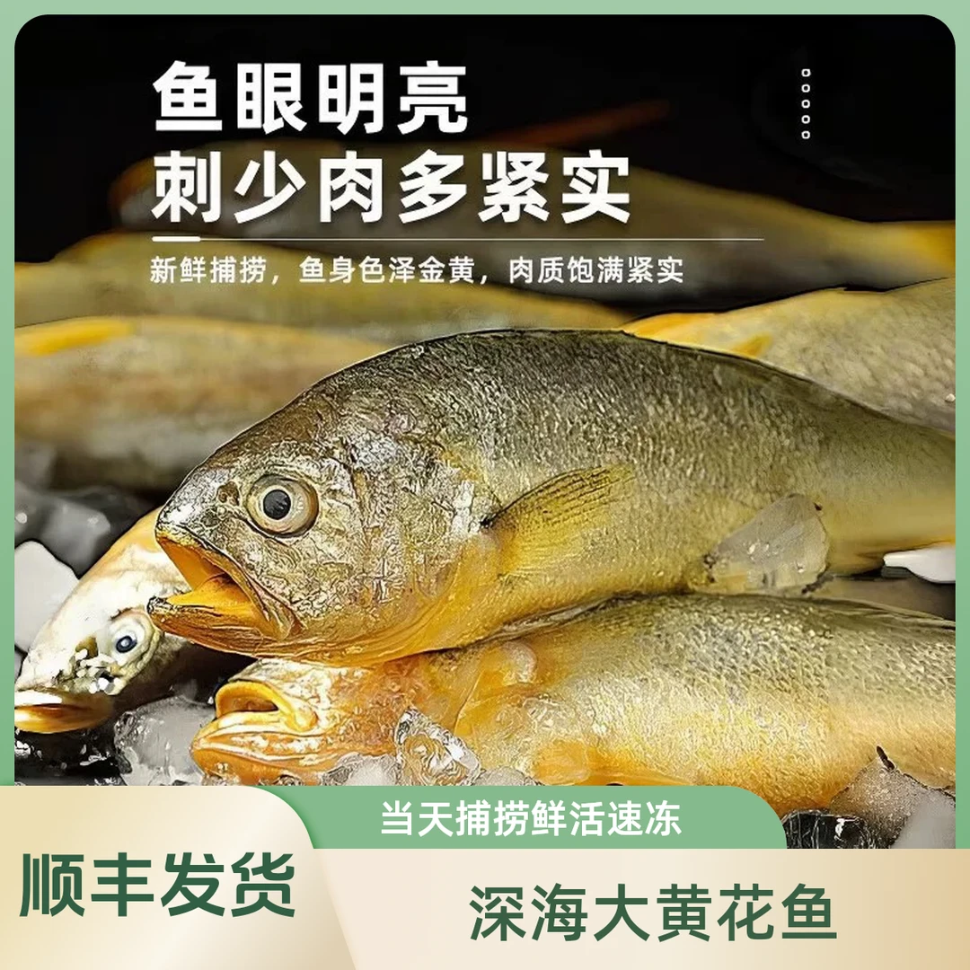 深海大黄鱼深夜捕捞冰鲜发货顺丰包邮
