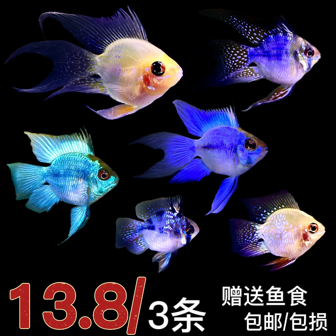 金波子蓝波子荷兰凤凰玻利维亚小型短鲷热带鱼精品桃心长尾阿凡达