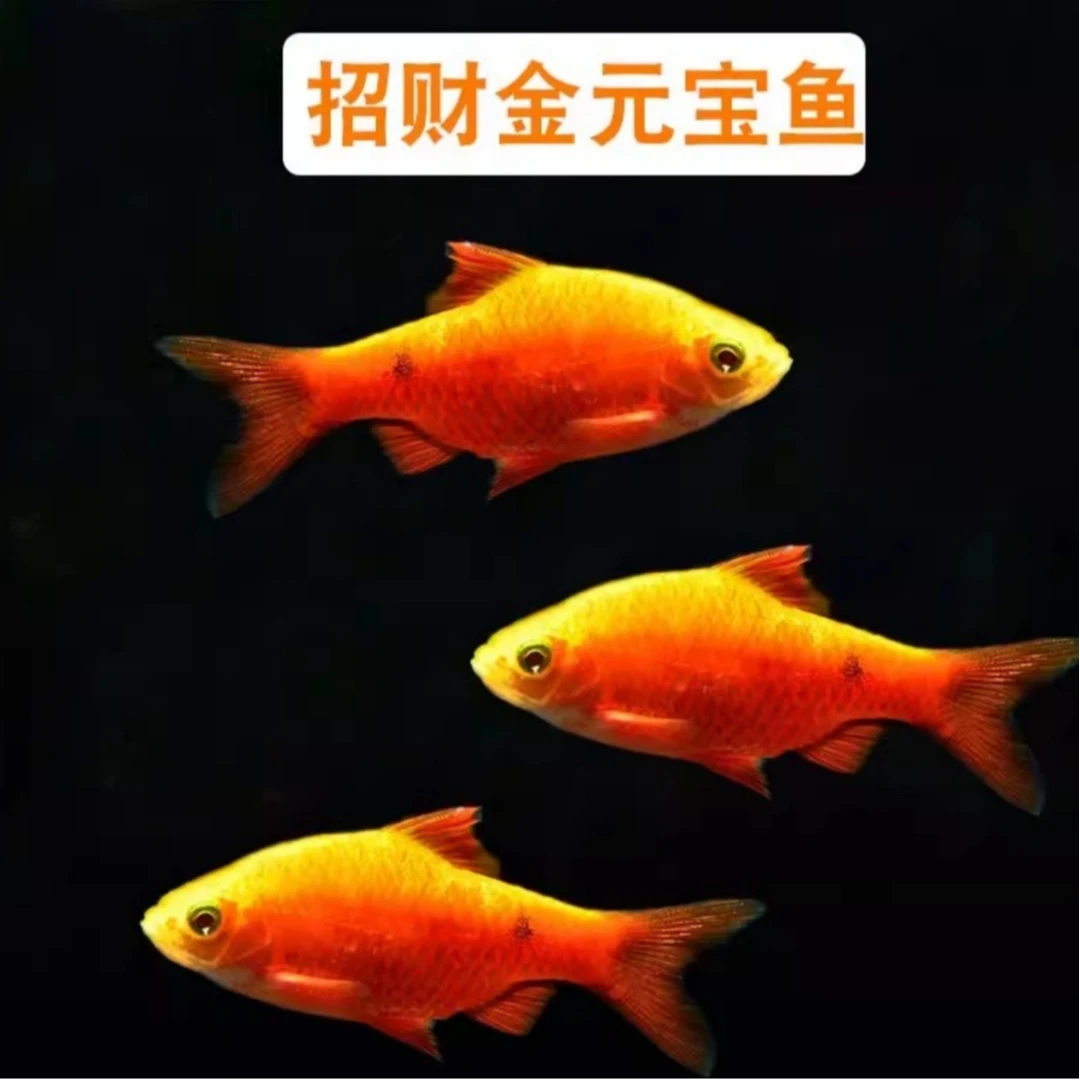 冷水灯科鱼金元宝懒人草缸适合养的招财小型精品好养耐活包邮