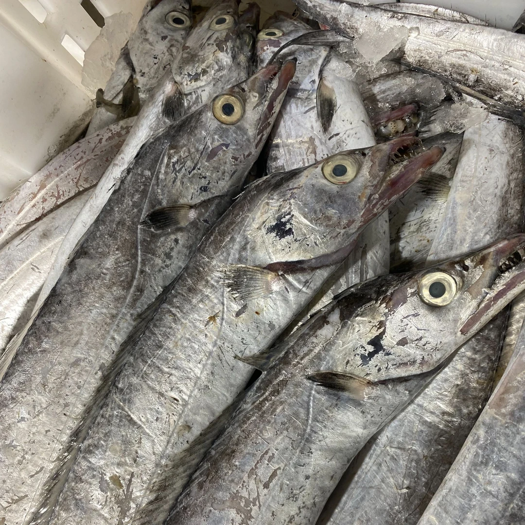 东海本港油带鱼海鲜水产新鲜冷冻顺丰包邮（介意破肚慎拍）