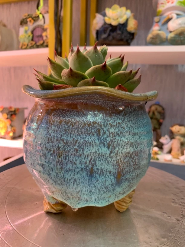 陶然品牌花盆(带一棵暮光之橙多肉)