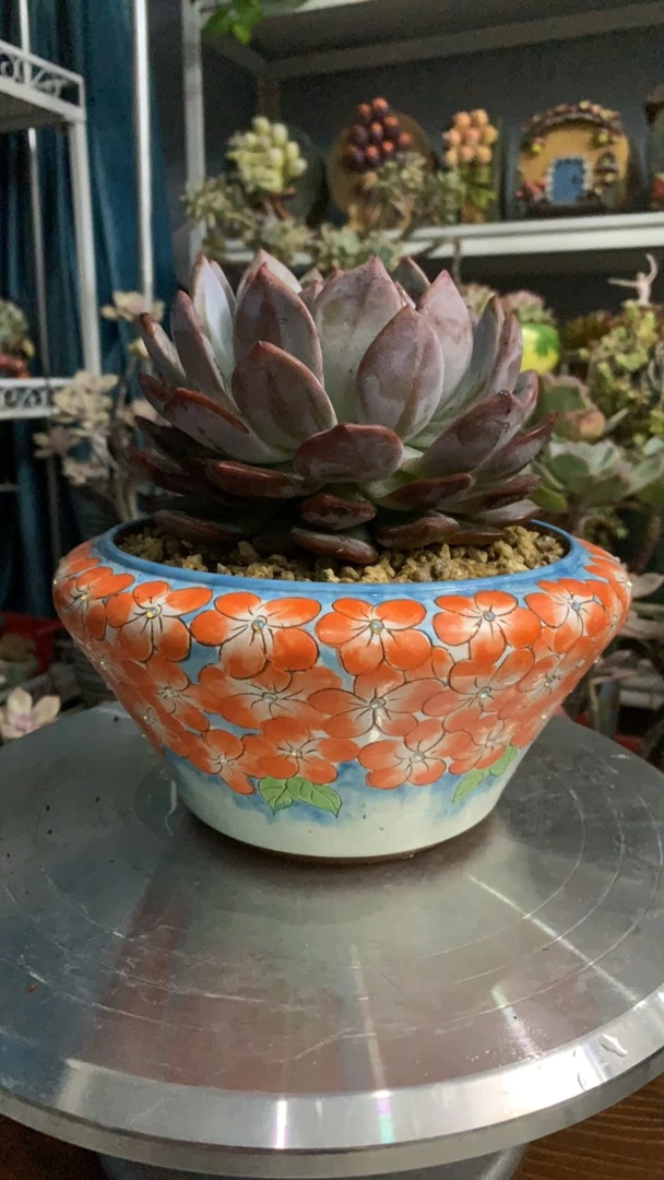 满绘满钻彩绘花盆(多肉免费)