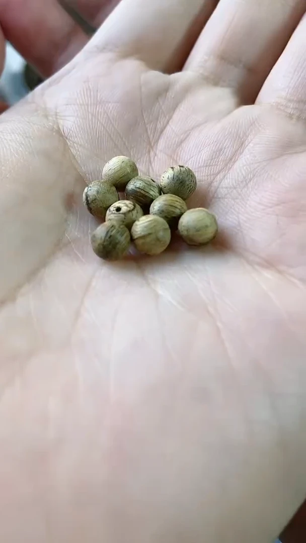 【闪购商品】香道类加里曼丹6mm沉香单珠9颗
