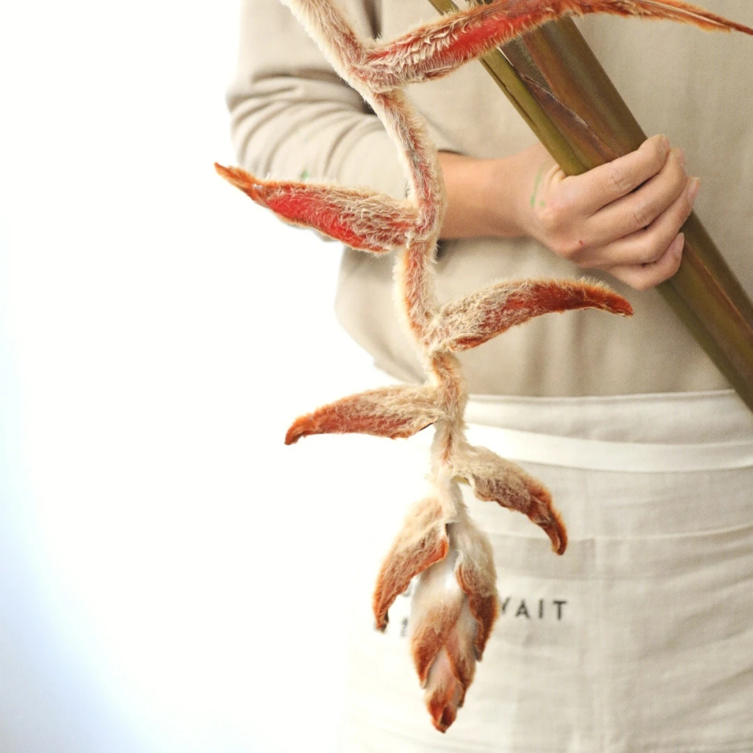 荷兰进口毛绒吊鸟富贵鸟天堂鸟可做干花长期摆放花艺设计开花植物