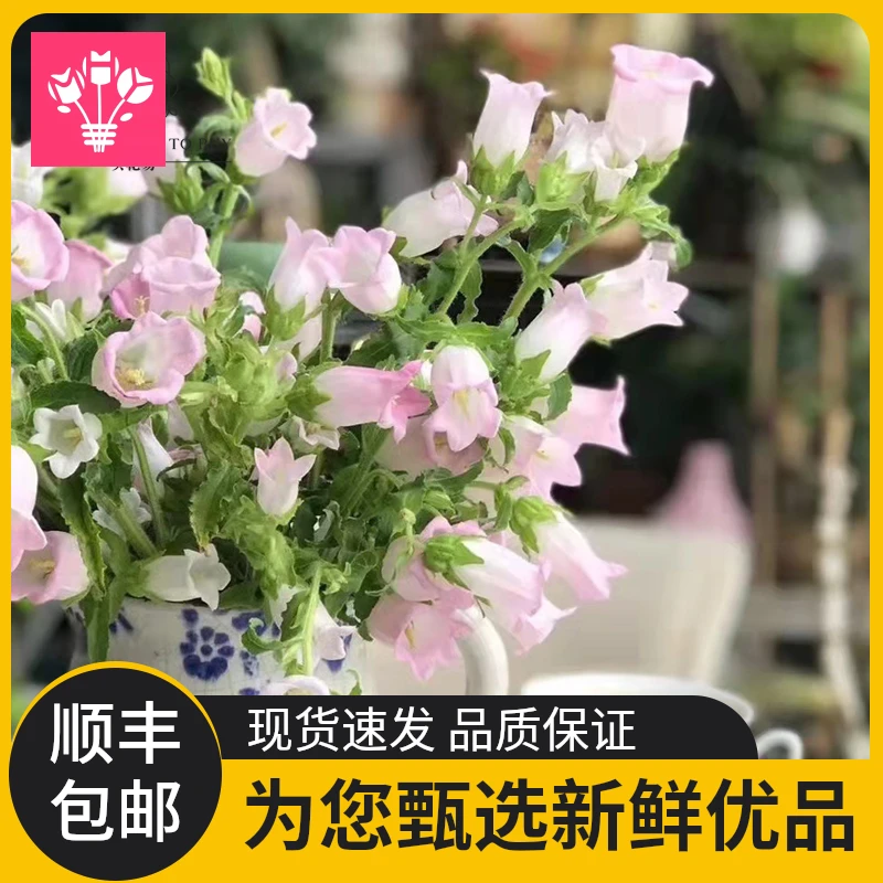 大花风铃花水养鲜切花客厅摆设花卉艺术插花配搭基地直发顺丰空运