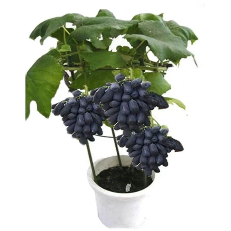 葡萄树苖阳光玫瑰蓝宝石盆栽晴王爬藤南方北方种植巨峰无核葡萄苗