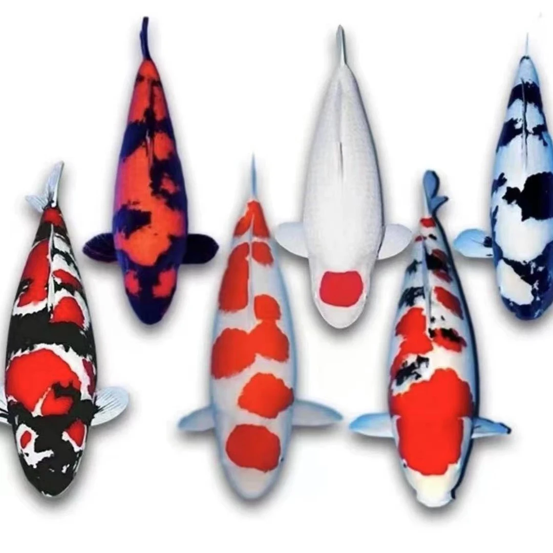 高升锦鲤严选红白 大正 丹顶 一号链接