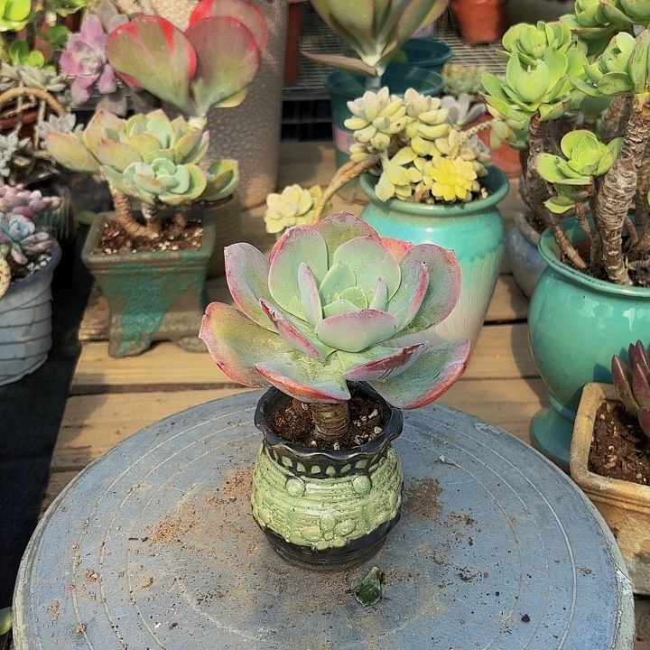 五*白凤10不售后